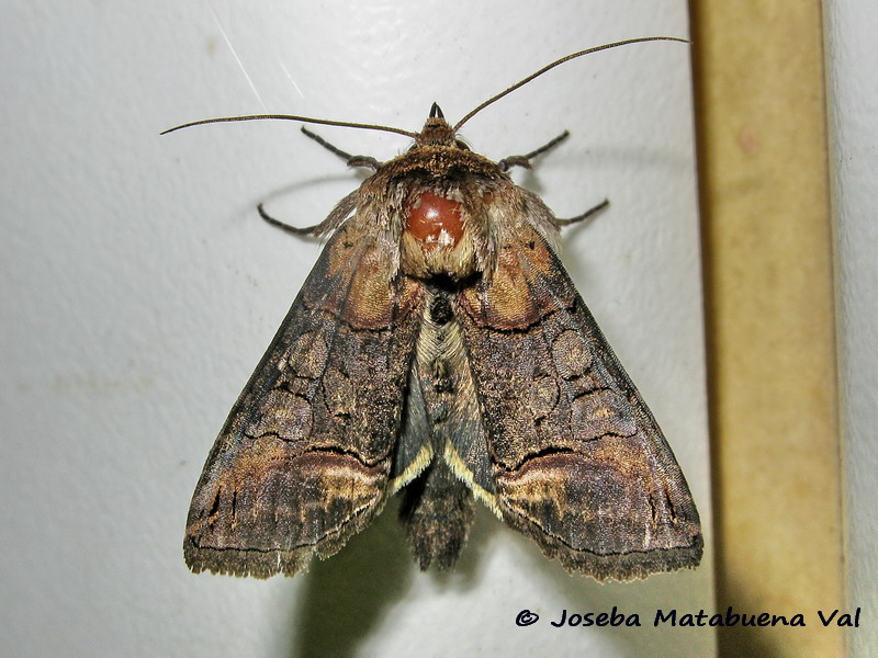 Abrostola triplasia - Noctuidae